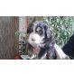 Kalakauuwa , Berner Sennenhund Welpen - Hündin