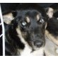 Kalie, Husky-Mischling - Hündin
