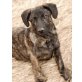 Kalif, Labrador-Boxer-Mix Welpen - Rüde