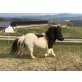 Kalinda, Minishetlandpony - Stute