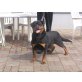 Kalista, Rottweiler - Hündin