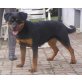 Kalista, Rottweiler - Hündin