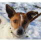 Kalja, jack Russel - Hündin