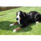 Kalle, Berner Sennenhund - Rüde
