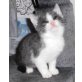 Kalle - Kater