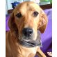 Kalli, Labrador-Mischling - Rüde