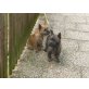Kalli und Knut, Cairn-Terrier Welpen - Rüde