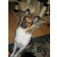 Kallw, Sheltie - Rüde