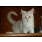 Kamello, Maine Coon - Kater