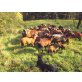 Kamerunschaf - männlich