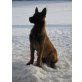 Kamiel, Malinois Welpen - Rüde
