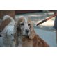 Kamil, Cocker Spaniel - Rüde