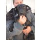Kamilla, 3-4 Mon. alte Labrador Mix  - Hündin