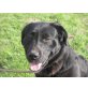 Kan, Labrador-Mischling Kan sucht zu Hause - Rüde