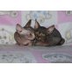 Kanadische Sphynx Babies w + m abzugeben, Sphynx - Kater