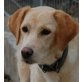 Kanela, ihr Besitzer hatte ein Hirnschlag, Labrador Retriever - Hündin