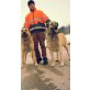Kangal Welpen - Rüde