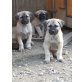 Kangal Welpen - Rüde