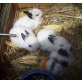 Kaninchenbabys, Zwergkaninchen - männlich
