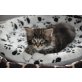 Kanjee, Maine Coon - Kater