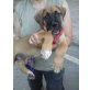 Kaos, Boxer-Mix - Rüde