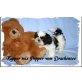 Kapper mix Pepper, Shih Tzu Welpen - Rüde
