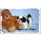 Kapper mix Pepper, Shih Tzu Welpen - Rüde