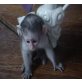 Kapuziner Monkeys - weiblich