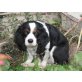 Kara, King Charles Spaniel - Hündin