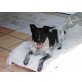 Kara - lieb,freundl,fröhl,unkompliziert, hunde/katzenverträgl, Mischling - Hündin