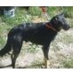 Karak, Schnauzer Kopo Mix,Schauspieler sucht Familie - Rüde