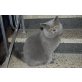 Karamba, Britisch Kurzhaarkatze - Kater
