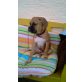 Karamel, Boxer Welpen - Hündin