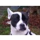 Karda, franz.Bulldoggen-Mix - Hündin