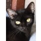 Karen, kleine Kätzin wünscht sich eine Chance - Katze