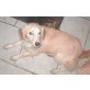 Karen, kleiner Retriever-Mix - Hündin