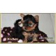 Karim-Kay, Yorkshire Terrier Welpen - Rüde