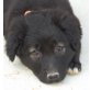 Karina, Schäferhund Collie Mix Welpen - Hündin