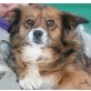Karita, Corgi-Mischlingshündin - Hündin