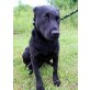 Karl, Labrador-Mischling - Rüde