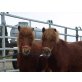 Karl und Krümel, Shetland Pony - Wallach