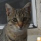 Karlchen, Europäische Kurzhaarkatze - Kater