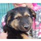 Karlchen, Schäferhund Collie Mix Welpen - Rüde