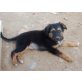 Karlchen, Schäferhund Collie Mix Welpen - Rüde
