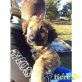 Karlchen, Schäferhund Ridgeback MIx - Rüde