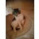 Karli, Hauskatze - Kater
