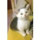 Karli, Perser u Hauskatze - Kater