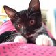Karli, sucht Dosenöffner - Kater