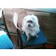 Karlie, Malteser Havanese Repischer - Rüde