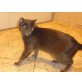 Karlo, Junger Kater zu verschenken! - Kater